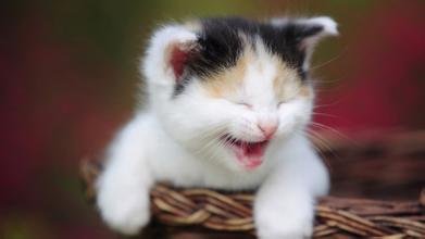 猫言猫语:幽默的人生总结